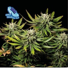 Семена конопли C99 х Blueberry Fast Феминизированные Seedsman seeds